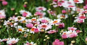 Een eigen overkapping in de tuin