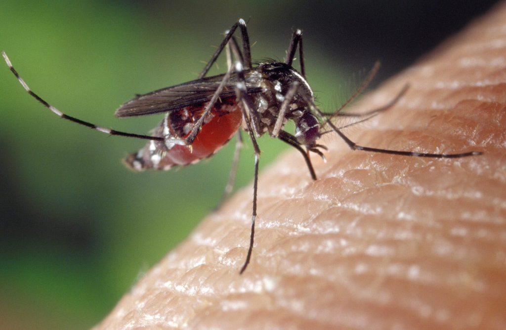 voorkomen van muggen