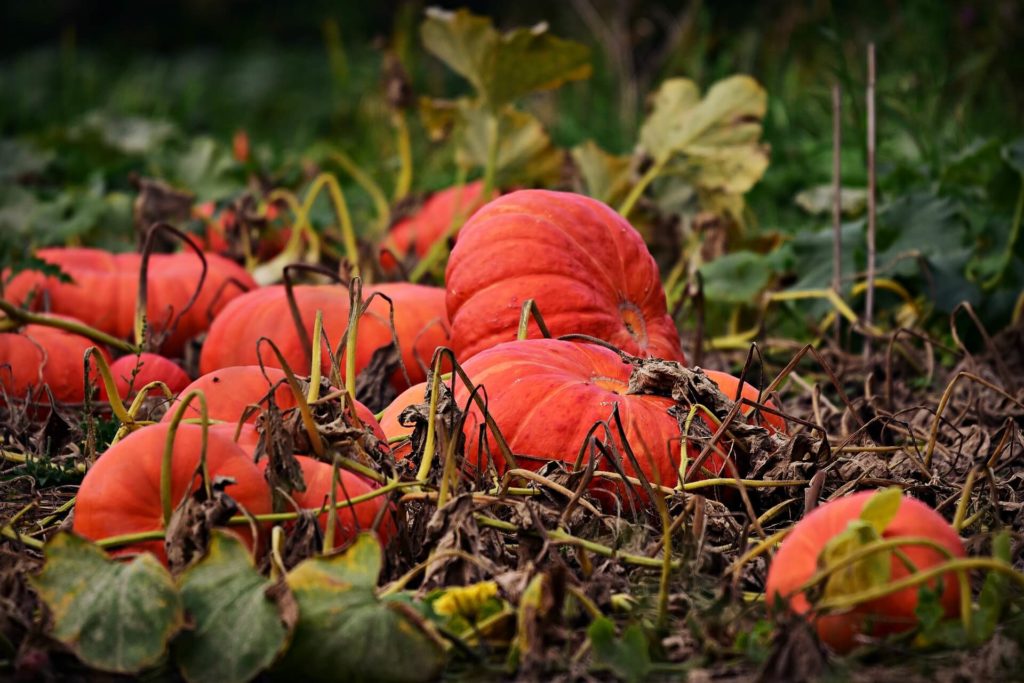 Zelf een moestuin aanleggen