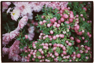 heideplantje met roze bloemen
