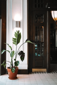 plant in huiskamer