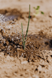 beregening van plantje in grond